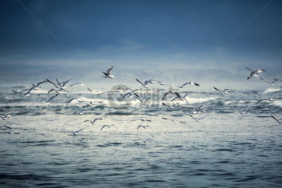 新西兰海鸥飞过海面图片素材免费下载