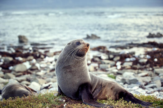 新西兰海獅图片素材免费下载