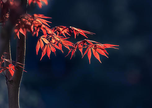 阳光下的红色枫叶图片素材免费下载