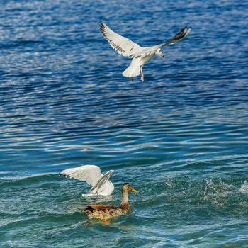 水上嬉戏的鸭子和海鸥图片素材免费下载