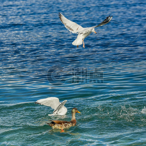 水上嬉戏的鸭子和海鸥图片素材免费下载