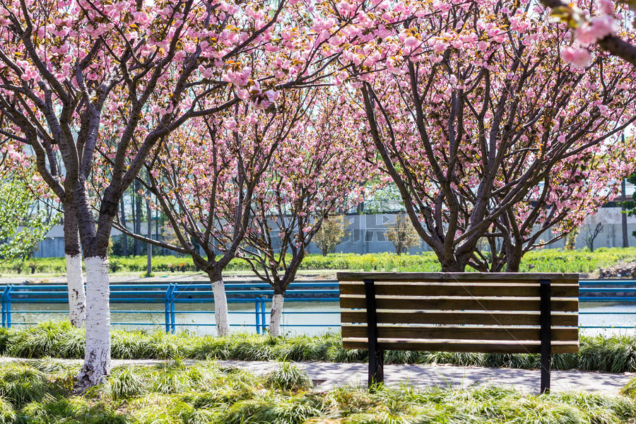 樱花和长椅图片素材免费下载