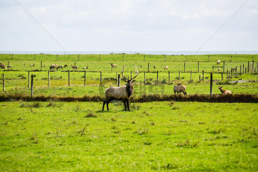 新西兰草原鹿图片素材免费下载