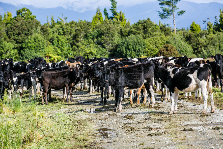 新西兰斑点牛图片素材免费下载