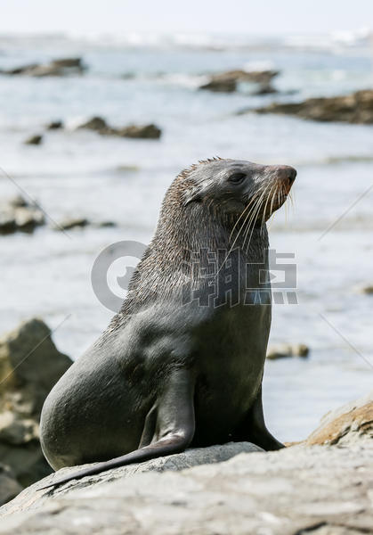 新西兰海豹图片素材免费下载