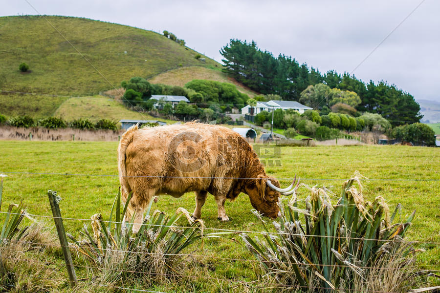 新西兰畜牧业图片素材免费下载