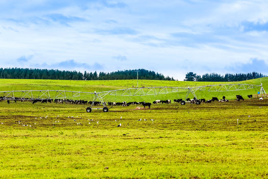 新西兰牛群图片素材免费下载