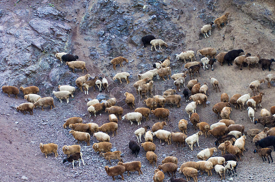 新疆戈壁羊群图片素材免费下载