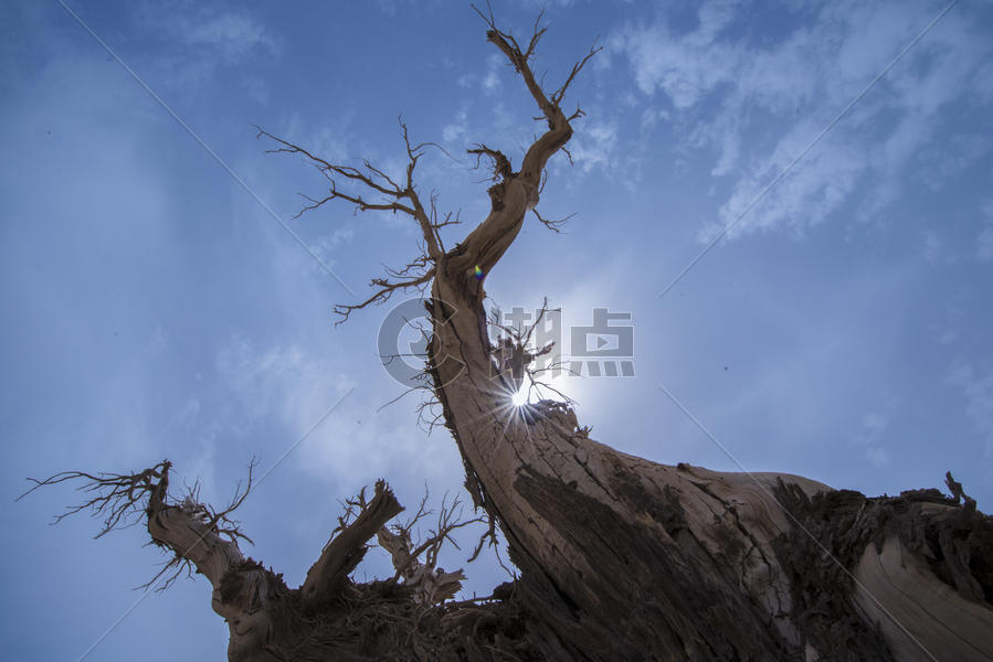 新疆塔克拉玛干沙漠胡杨图片素材免费下载