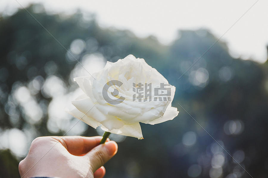 手拿白色玫瑰花图片素材免费下载