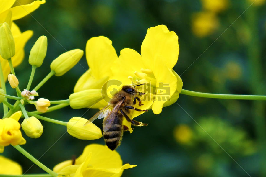 蜜蜂采蜜图图片素材免费下载