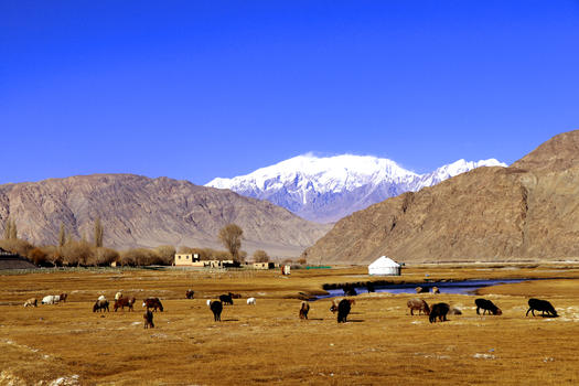 新疆喀什帕米尔高原金草滩湿地深秋图片素材免费下载