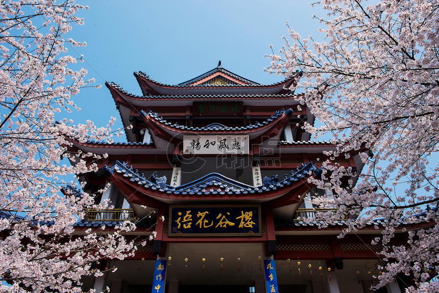 樱花树下的樱谷花语图片素材免费下载