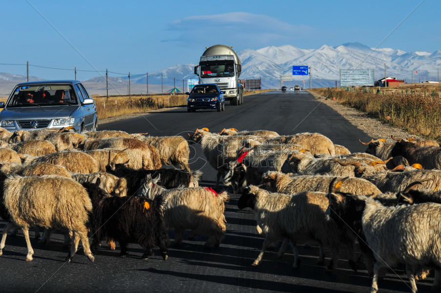 青藏公路羊群走过图片素材免费下载