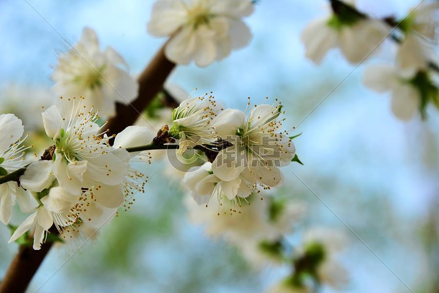 花卉图片素材免费下载