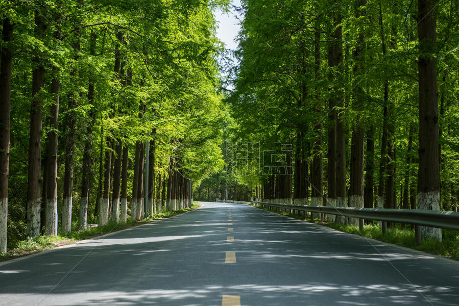 夏天树林间的公路图片素材免费下载