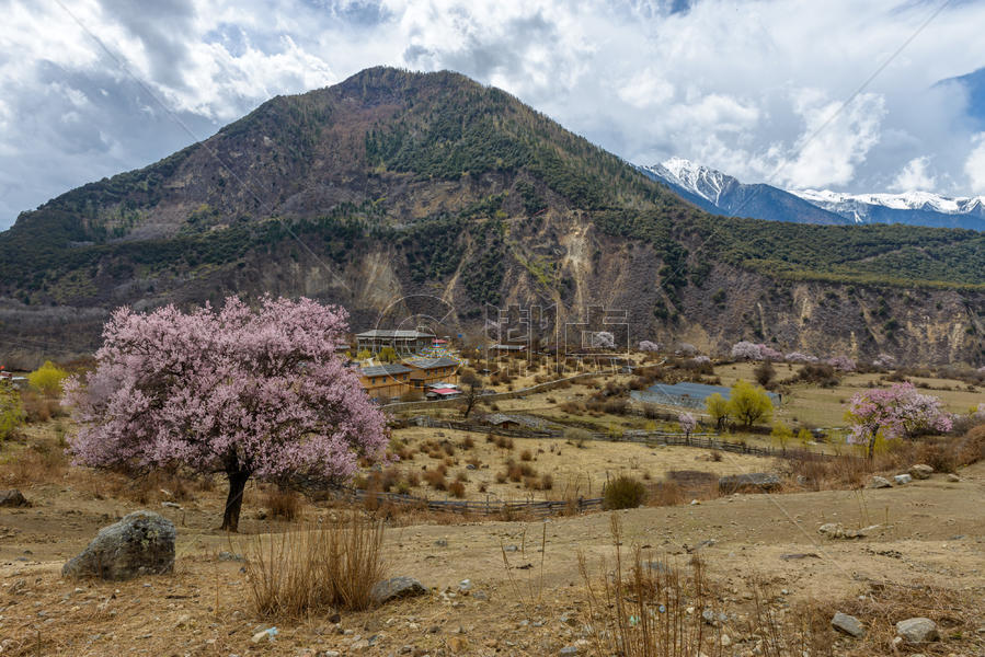 西藏林芝桃花图片素材免费下载