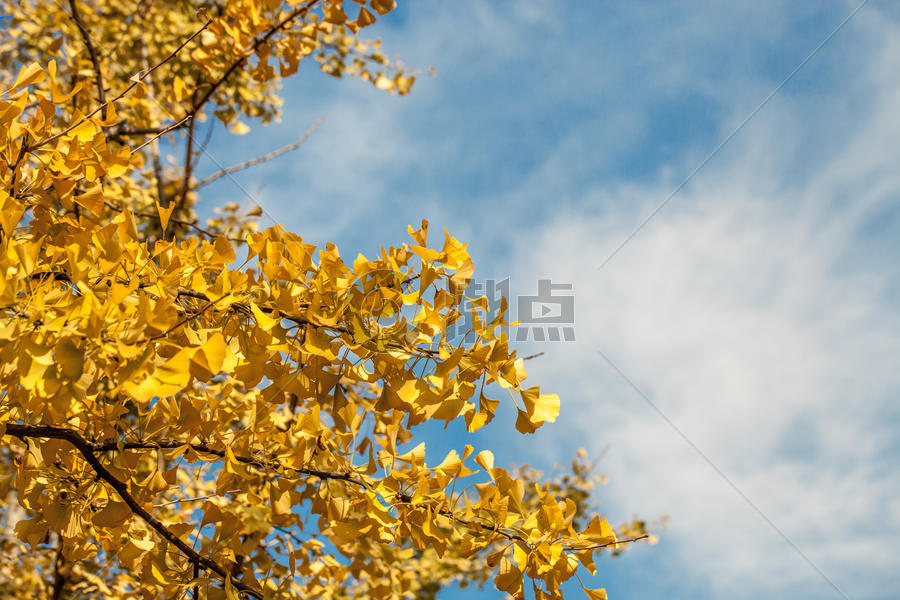树叶天空图片素材免费下载