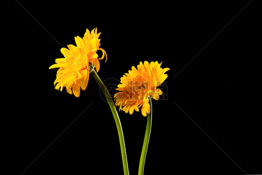 黑色背景中的菊花图片素材免费下载