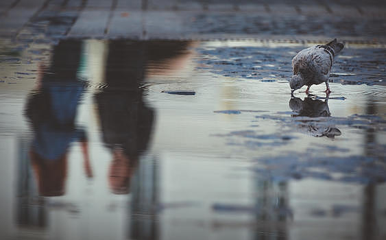欧洲清晨城市广场上的鸽子图片素材免费下载