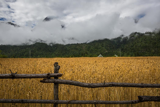 西藏高原上的青稞麦田图片素材免费下载