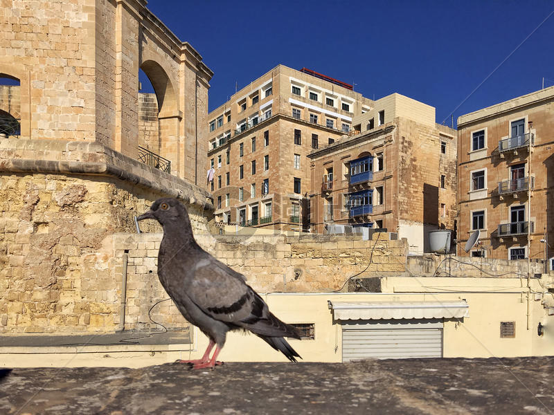 欧洲城市街头上的鸽子图片素材免费下载