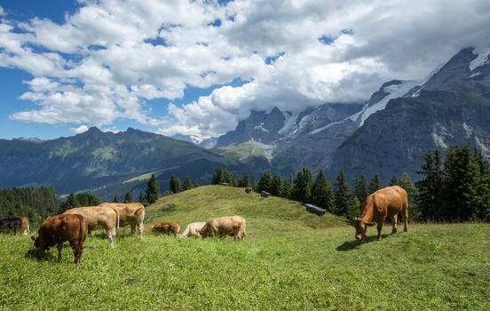 瑞士山区放牧图片素材免费下载