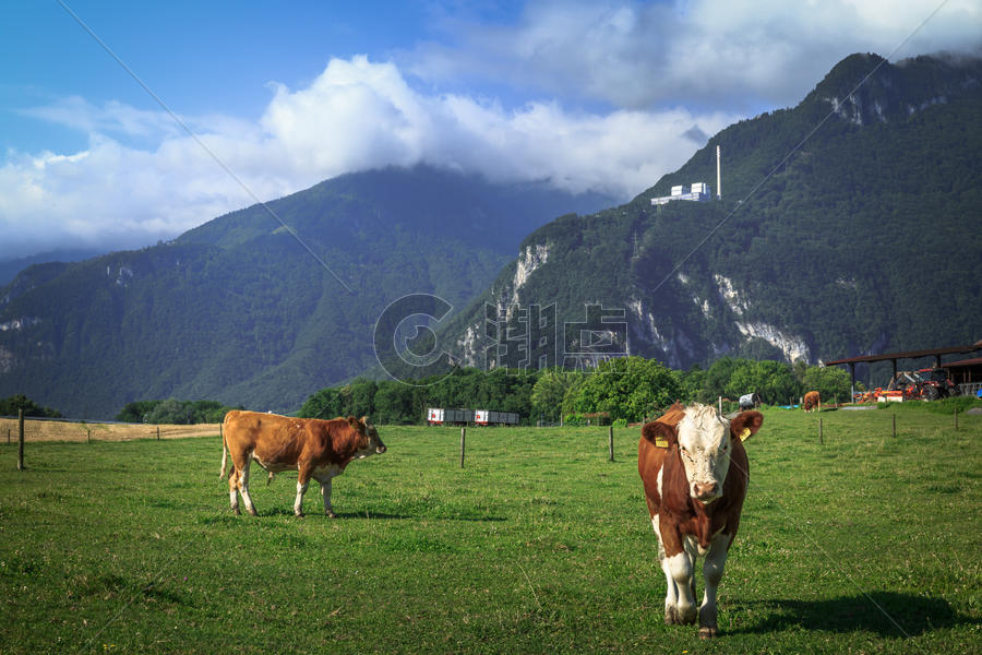 瑞士高山天然牧场图片素材免费下载