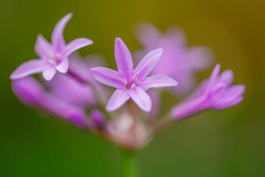紫娇花图片素材免费下载