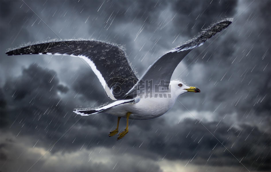 雨中的海燕图片素材免费下载