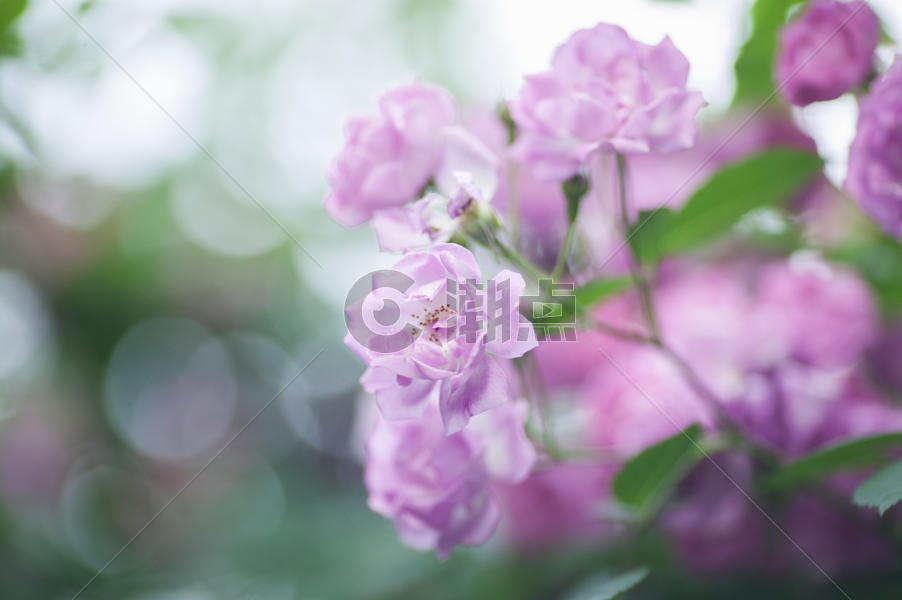 夏天盛开的蔷薇花图片素材免费下载