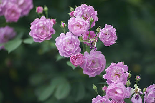 夏天盛开的蔷薇花图片素材免费下载