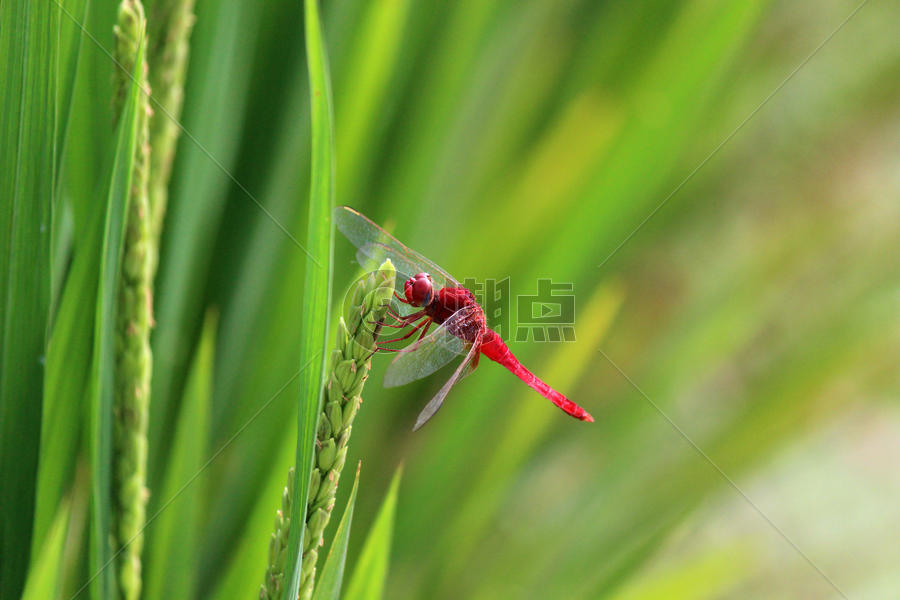 水稻和蜻蜓图片素材免费下载