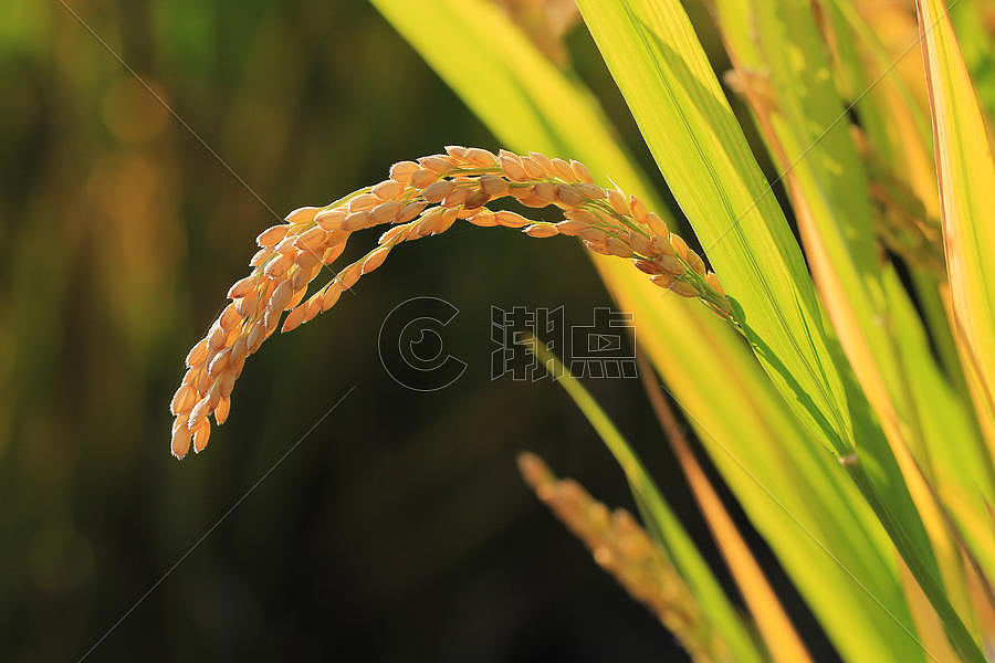 芒种时节水稻图片素材免费下载