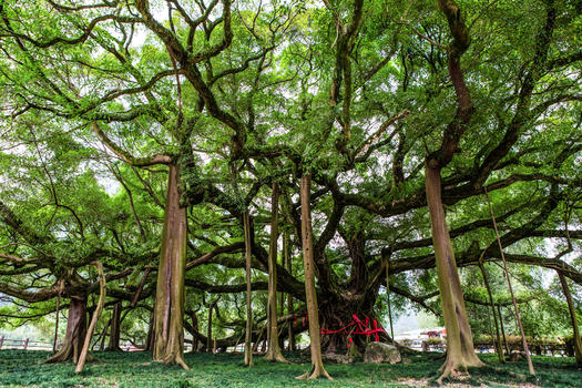独木成林的大榕树图片素材免费下载