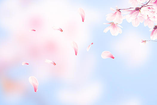 唯美樱花背景图片素材免费下载