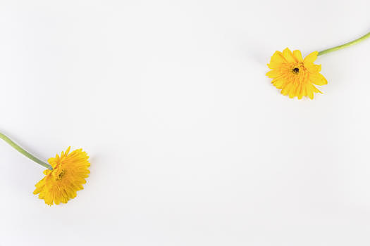 黄色菊花背景图片素材免费下载