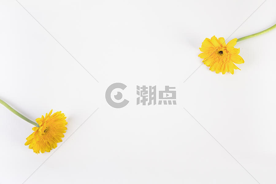 黄色菊花背景图片素材免费下载