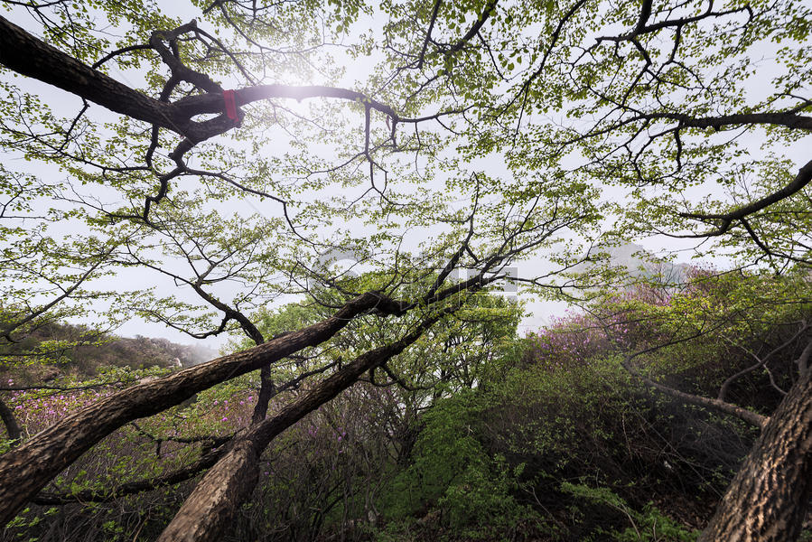大黑山原生态植被图片素材免费下载