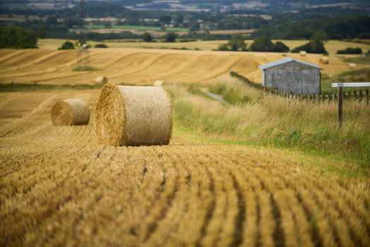 英国乡村小麦地图片素材免费下载