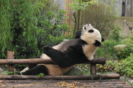 成都大熊猫繁殖基地图片素材免费下载