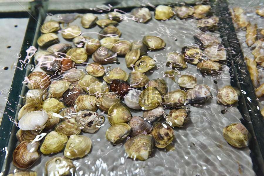 超市里的海鲜水产蛤蜊图片素材免费下载