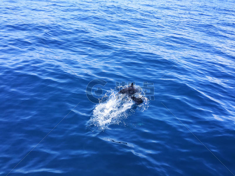 菲律宾出海观海豚图片素材免费下载
