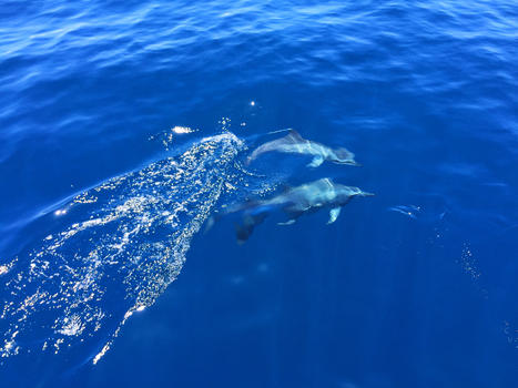 斯里兰卡印度洋出海看海豚图片素材免费下载