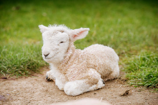 新西兰绵羊图片素材免费下载