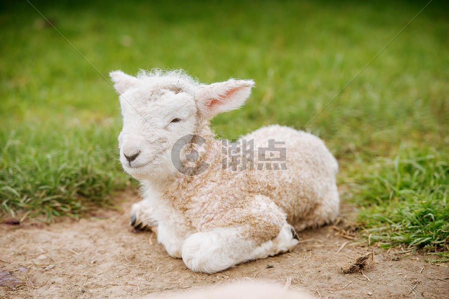 新西兰绵羊图片素材免费下载