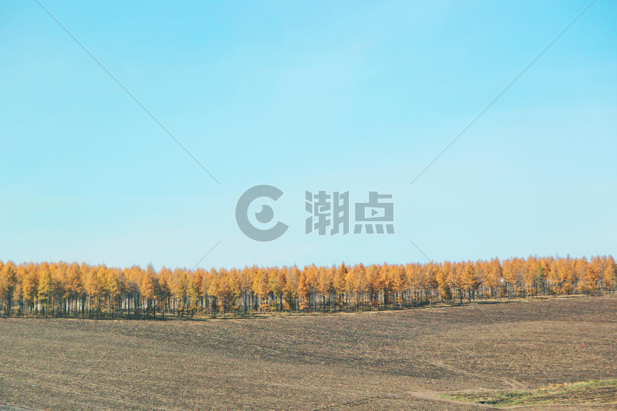 黑龙江大兴安岭地区白桦林图片素材免费下载