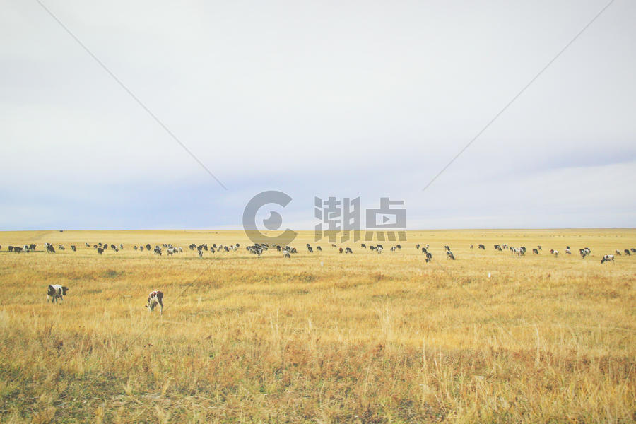 内蒙古呼伦贝尔草原上的奶牛图片素材免费下载