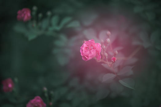 蔷薇正艳时图片素材免费下载