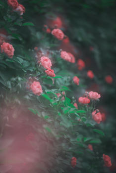 蔷薇花开香满园图片素材免费下载